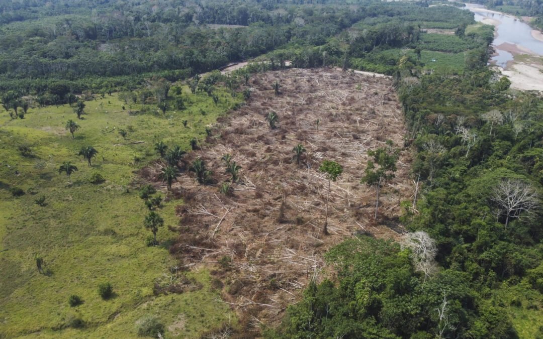 Congreso y empresarios legalizan deforestación en Perú
