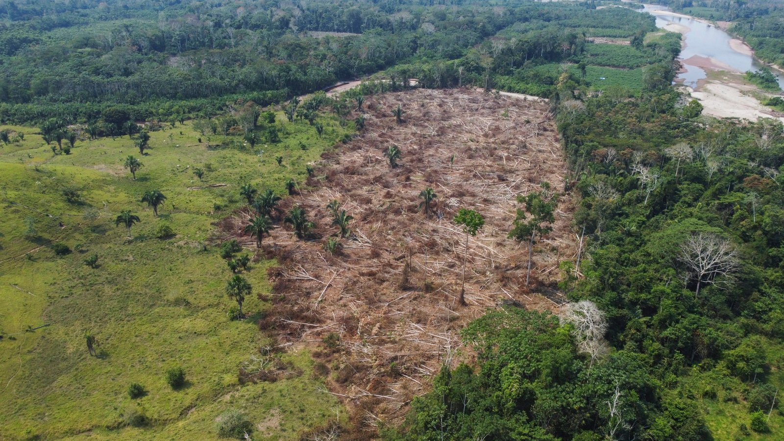 Congreso y empresarios legalizan deforestación en Perú