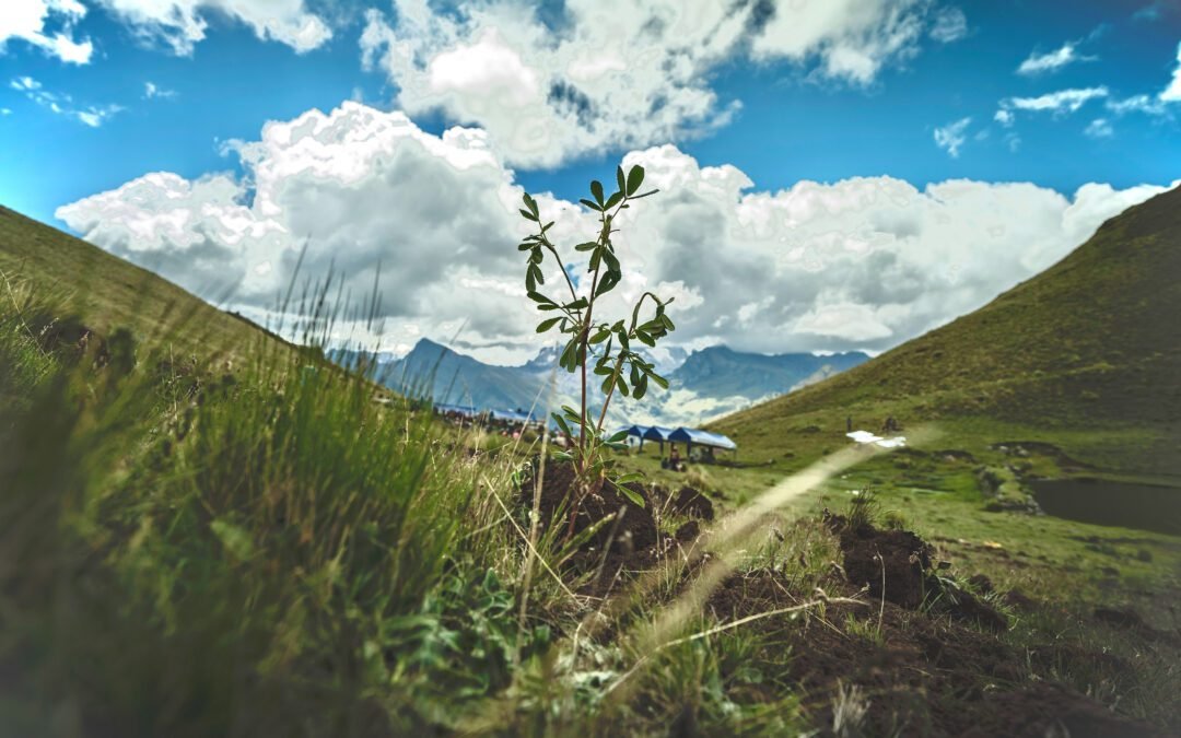 10,000 árboles de queuña por Palestina